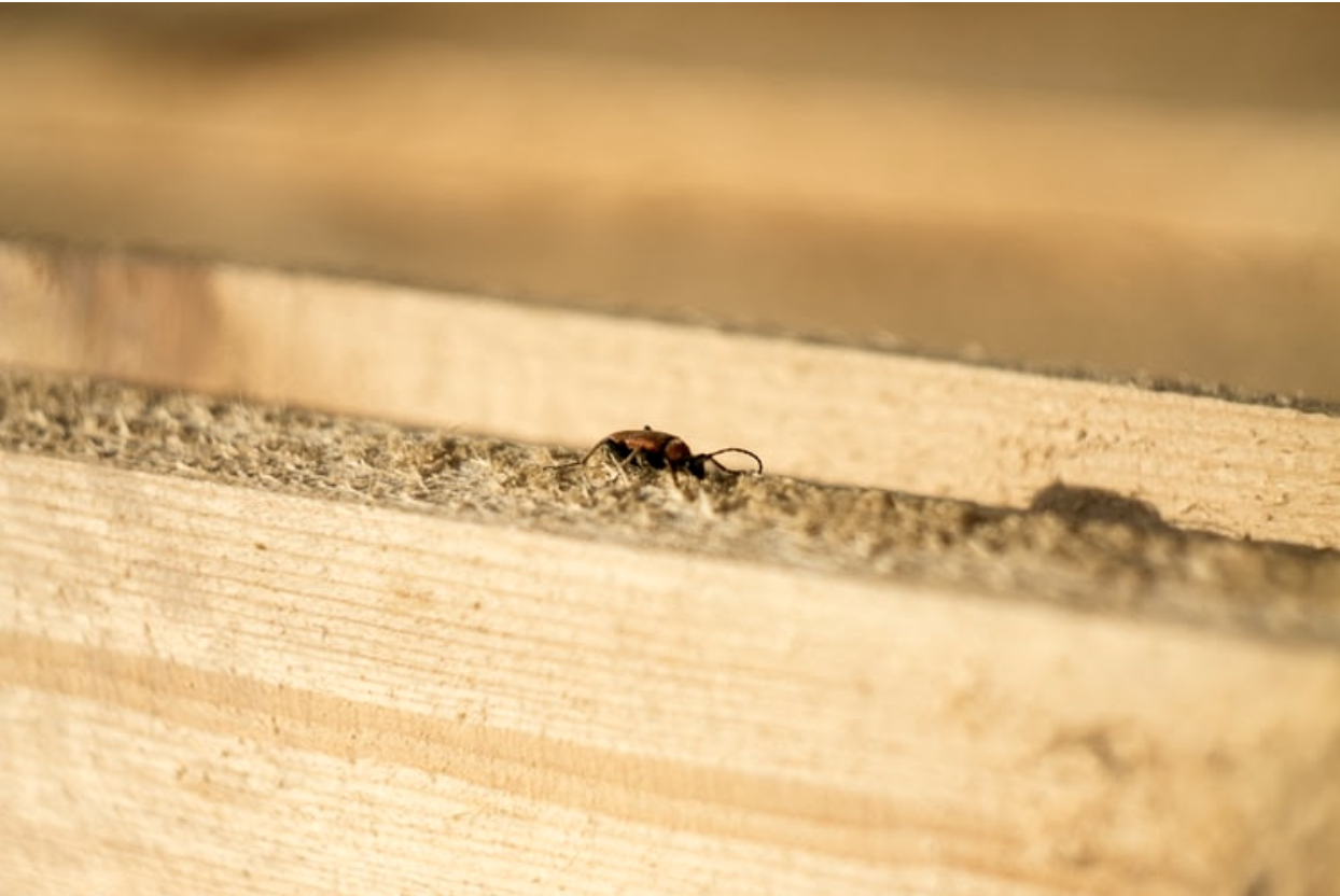 Termite Damage Signs You Should Never Ignore